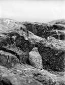 Havstrut, Larus Marinus, gömmande ungar