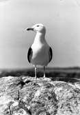 Havstrut, Larus Marinus,