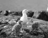 Havstrut, Larus Marinus, med ungar