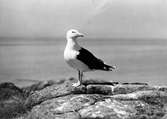 Havstrut, Larus Marinus,