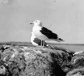 Havstrut, Larus Marinus, par 31 maj 1930