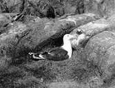 Havstrut, Larus Marinus, ruvande