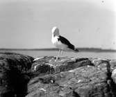 Havstrut, Larus Marinus, plockar sig 31 maj 1930