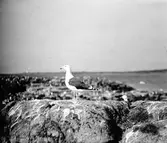 Havstrut, Larus Marinus, par makan ruvandes viars huvudet ett stycke till höger. 3 maj 1930