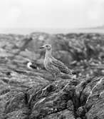 Havstrut, Larus Marinus, Fullvuxen unge. En gammal i bakgrunden