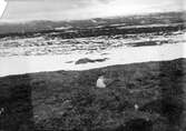 Fjelllabb, Lestris Bufforni, i boet. 13 juni 1911