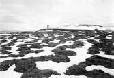 Biotop för Fjelllabb, Lestris Bufforni, 13 juni 1911