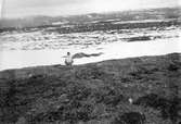 Fjelllabb, Lestris Bufforni