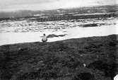 Fjelllabb, Lestris Bufforni, sörjande framför boet. 13 juni 1911