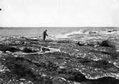 Liljefors pekar på boet av Labb, Lestris Parasitica. 10/6 1914