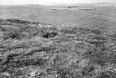 Boplats för Labb, Lestris Parasitica. 7/6 1937