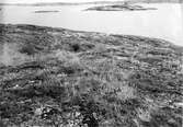 Boplats för Labb, Lestris Parasitica. 7/6 1937