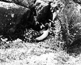 Boplats för tordmule, 21/6 1940