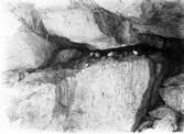 Sillgrisslor (Uria troile) med ägg i bergskrevan.