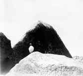 Lunnefågel (Mormon arcticus)