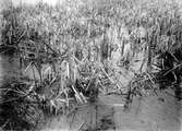 Boplats för rörhöna (Gallinula c. chlóropus) 8 maj 1905.