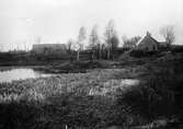 Biotop för rörhöna (Gallinula c. chlóropus) 8 maj 1905.