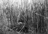 Rörhöna (Gallinula c. chlóropus) i bo. 11 maj 1914.