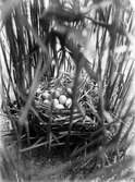 Bo av rörhöna (Gallinula c. chlóropus) 5 juni 1918.