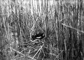 Rörhöna (Gallinula c. chlóropus) lägger sig i bo.