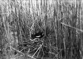 Rörhöna (Gallinula c. chlóropus) i bo. 11 maj 1914.