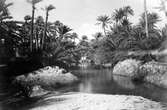 Oasens källor vid Nefta, Tunisien          oasernas oas och enligt araberna all honungs grädda 1910