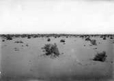 Sandöken med Limoniastrum-vegetation Algeriet, april 1910