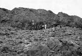 Boplats för Dromolaa leucura               Col de Sfa,  Algeriet 1910                     fam. Alanida, ordn. Tättingar