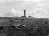 Kapitolium, Timgad, Algeriet 1910