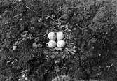 Bo av större strandpipare, Charadrius hiaticula, (kan ej tyda ordet före major)  Sefentjärn 30/6 1927                       Foto. N. Nilsson