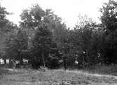 Häckningsterräng för gulhämpling, Serinus serinus, Falsterbo 1942          Foto Curry Lindahl