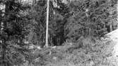 Terräng för gransångarens, Phylloscopus collybit, häckplats       Bjurvattnet, Bjurholm 28/7 1912            (boet på marken invid den stora torra granen i midten af kortet)                     Foto hvem?