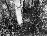Bo på marken av rödvingetrast, Turdus iliacus.                                            Tullus 30 maj 1920 Jemtland                  N. Nilsson foto