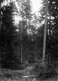 Häckningsterräng för skogssnäppa, (Totanus) Tringa ochropus,              Önet 9 juni 1920                             Pricken är plats för boet                       Fot. N. Nilsson Nälden