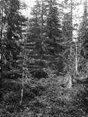 Häckplats för skogssnäppa, (Totanus) Tringa ochropus                                 Önet, Nälden Jemtland 4 juni 1924       foto N. Nilsson Nälden