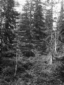 Häckplats för skogssnäppa, (Totanus) Tringa ochropus                                 Önet, Nälden Jemtland 4 juni 1924       foto N. Nilsson Nälden