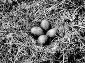Bo av småspov, Numenius phaeopus, på myr s. om Kossatjåkk 4/7 1927    Foto Hasselblad?