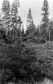 Boplats för trana, Grus cinerea           Vejmon, Nälden 7/5 25                          foto N. Nilsson Nälden