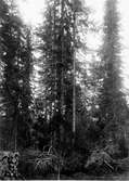 Boplats för skogssnäppa, Tringa ochropus, i ett gammalt ekorrbo           Önet, Nälden 28/5 1930                        N. Nilsson Nälden                                foto N. Nilsson