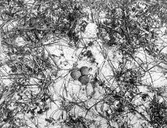 Kan inte tyda det latinska namnet        Bo av hvitbröstad sandrulling (Skanör?) 26 maj 1907                         P.R-s        (Större strandpipare kallades förr i Skåne för sandrulling)