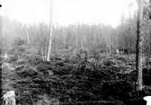 Biotop för trana, Grus cinerea              Önet, Nälden, Jämtland maj 1927