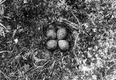 Bo av skärsnäppa, (Tringa) Caldris maritima                                          Sjaule, Kalls socken, Jämtland        24/6 1939                                           Foto Nils Nilsson Nälden