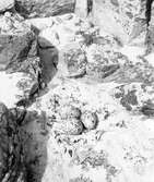 Bo av strandskata, Haematopus ostralegus                                       Halland Vålerö? 16/6 1918