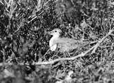 Actitis hypoleucos, drillsnäppan tycker det är varmt.                              Trycker vid Muddussjön 24/6 1927    Foto Hasselblad?