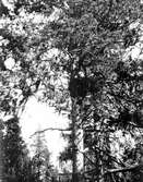 Bo av lappuggla,                               Strix nebulosa lapponica                  Murjek, Lule lappmark 1936                   Foto B.E. Andersson