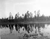 Häckningsterräng för fiskgjuse, Pandion haliaetus                                           Falun, Dalarna 24/5 1924                    Foto E. Geete?