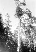 Haliaeetus albicilla, havsörnsbo      Geta, Åland 1928 (ca 30 år gammalt) De på Öland skjutna ringmärkta ungarna hörde hemma här.                       Tvenne märkta ungar vila även om (….?) Bo av havsörn                                    Foto hvem?