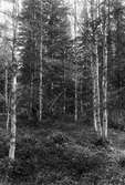 Biotop för sparvhök, (Astur) Accipiter nisus                                                Önet, Nälden 31/5 1925 Jämtland         Boplats markerad med pil och prick      Foto N. Nilsson
