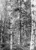 Boplats för sparvhök, Accipiter nisus    Önet 31/5 1925 Nälden, Jämtland        Foto N. Nilsson                             (Samma bo som på det större formatet men från motsatt håll, N. Nilsson)