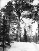 Träd med rest af bo af kungsörn, Aquila chrysaetos, häckade där år 1923, men nu raserat och tomt. Lina kronopark,  1/2 mil från Joikam?, Gällivare revir och socken. (personen vid trädet öfverläkaren vid Säters hospital, H. Boberg)                                           Foto Edv. Wibeck den 18 april 1924